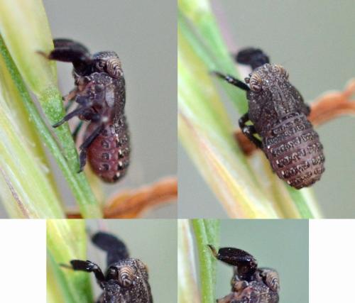 Réf. 303 342 : Caliscelis bonellii